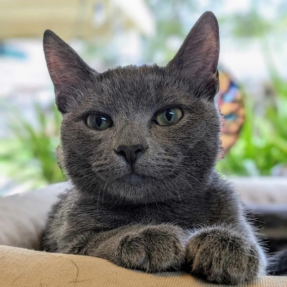 Wooden hand carved cat statue figurine kitty brown wood color, tail up prancing - Picture 7 of 8